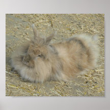 Angora rabbit print