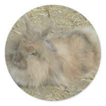 Angora rabbit stickers