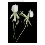 Angraecum eburneum card