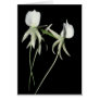 Angraecum eburneum card