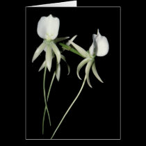 Angraecum eburneum cards