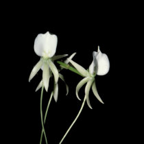 Angraecum eburneum t-shirts
