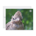 angry baby bird custom invite