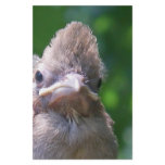 angry baby bird stationery paper