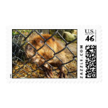 Angry Beaver postage