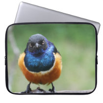 Angry Blue Bird Cute Wildlife Photography Laptop Computer Sleeves