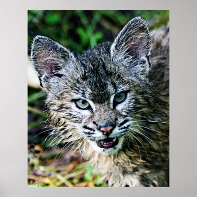 Angry Bobcat Kitten Poster by