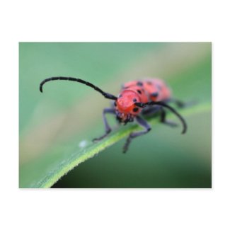 Angry Bug Nature Photo Postcard postcard