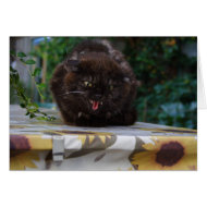 Angry Cat card