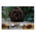 Angry Cat cards by EMangl Angry Cat cards