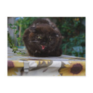 Angry Cat postcard
