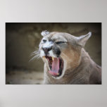 Angry Cougar posters