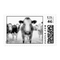 Angry Cows Postage postage by redsquarephoto Angry Cows Postage postage
