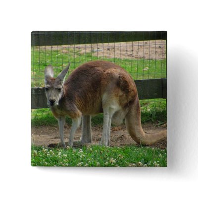 Angry Kangaroo Pins by JayAtZazzle