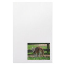 Angry Kangaroo Stationery Design