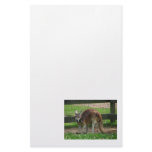 Angry Kangaroo Stationery Design