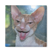 Angry Roo Magnet
