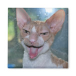 Angry Roo Magnet