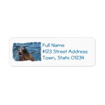 Angry Sea Lion Mailing Labels