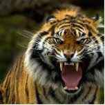 angry tiger 2 cut out