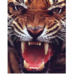 angry tiger cut out