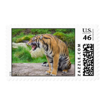 Angry Tiger Postage postage by Rajee1 Angry Tiger Postage postage