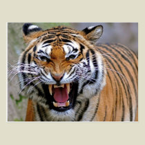 Angry Tiger Postcards postcards