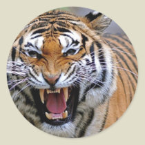 Angry Tiger Stickers stickers