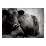 Angus Beef Steer Photographic Portrait Cards