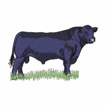 Angus Bull
