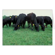 Angus cattle cards