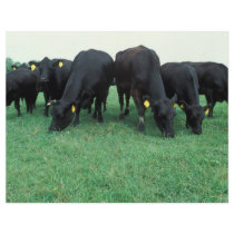 Angus cattle full color flyer