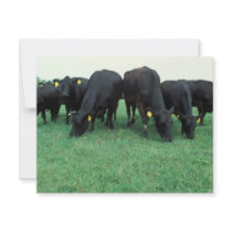 Angus cattle invitations by GPArkive Angus cattle invitations