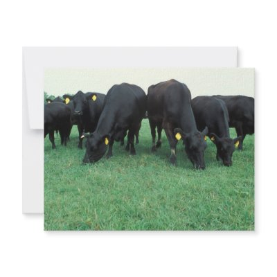 Angus cattle custom announcement by GPArkive