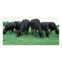 Angus cattle photo cards by GPArkive Angus cattle photo cards