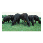 Angus cattle personalized photo card