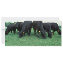 Angus cattle rack cards by GPArkive Angus cattle rack cards