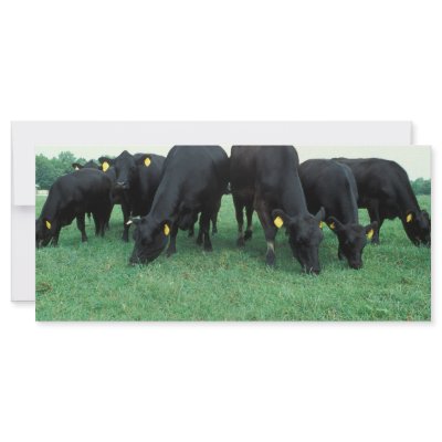 Angus cattle rack cards by GPArkive