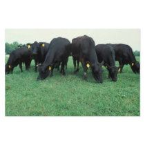 Angus cattle custom stationery