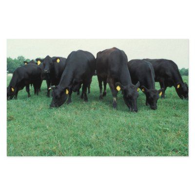 Angus cattle custom stationery by GPArkive