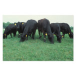 Angus cattle custom stationery
