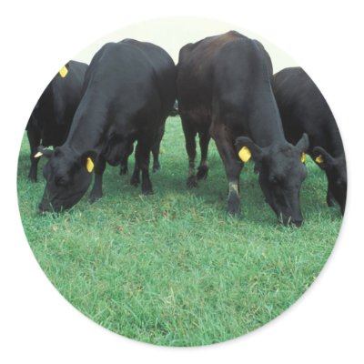Angus cattle stickers by GPArkive