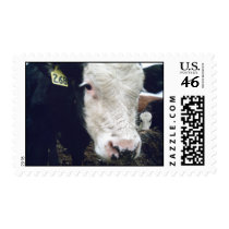 Angus Hereford Mix Calf Postage Stamp