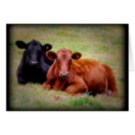 Angus Love - Pair of Cattle Side by Side card