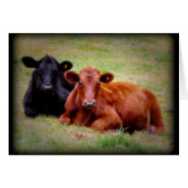 Angus Love - Pair of Cattle Side by Side Greeting Cards