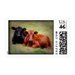 Angus Love - Two Cows Postage Stamp