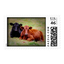 Angus Love - Two Cows Postage Stamp