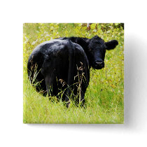 Angus Steer in Tall Yellow Grass Pin