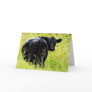 Angus Steer in Tall Yellow Grass card