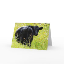 Angus Steer in Tall Yellow Grass Card